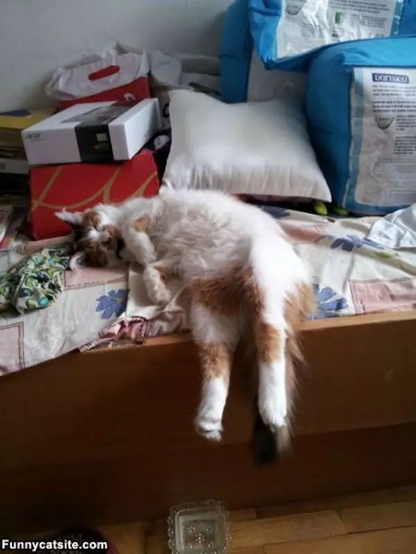 I Will Sleep Where I Want