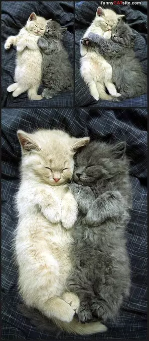 Very Cuddly
