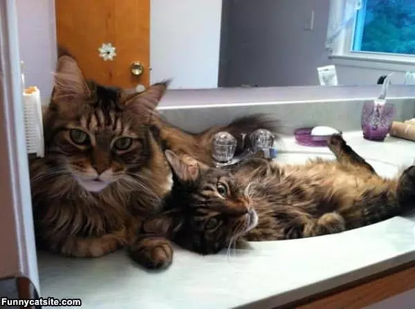 The Cat Spa