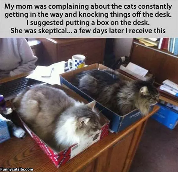 Cat Holders