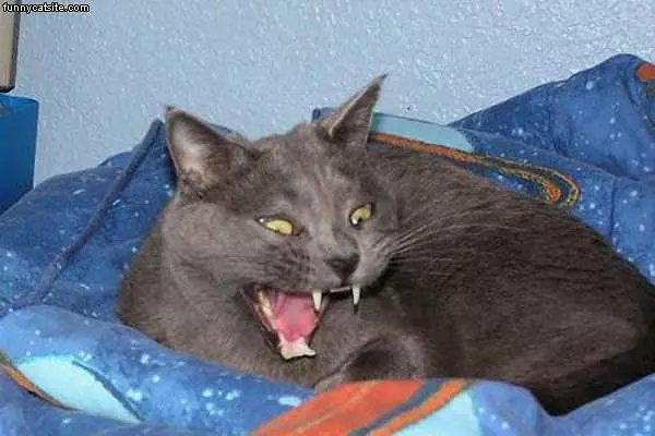 Vampire