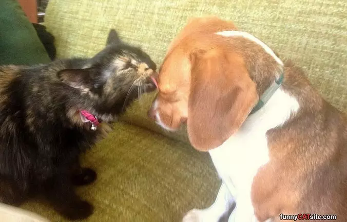 I Will Kiss You