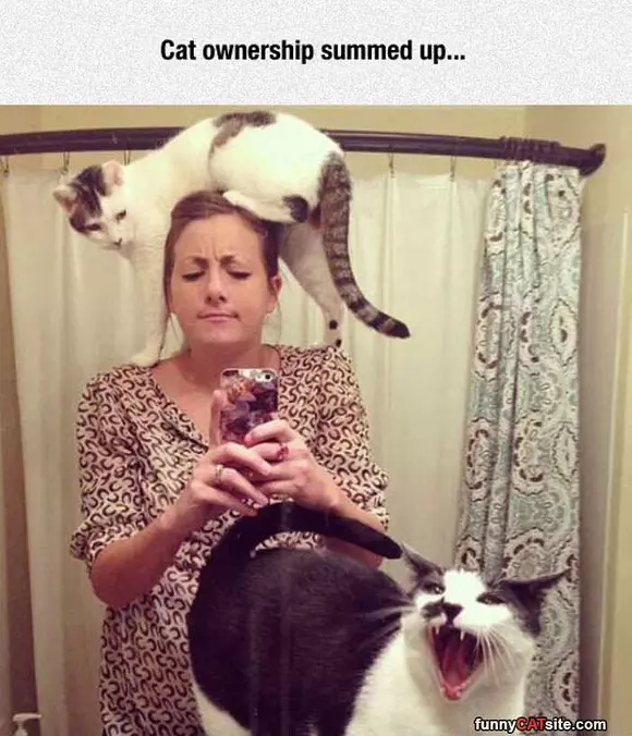 Cat Ownership