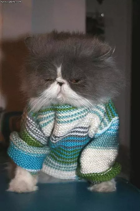Nice Sweater