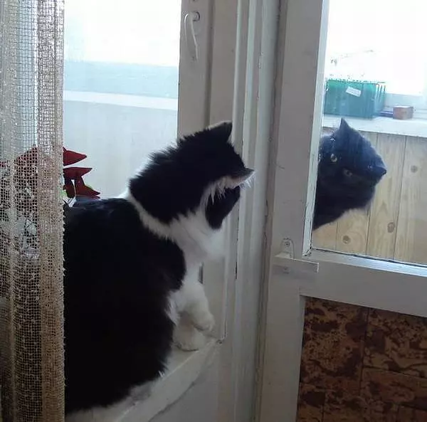 Peekaboo