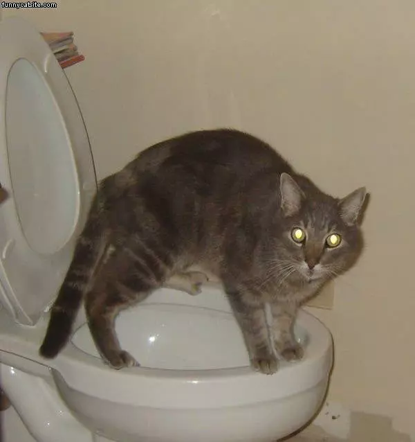 My Toilet