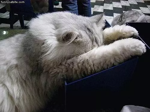 Cat With Face In Can