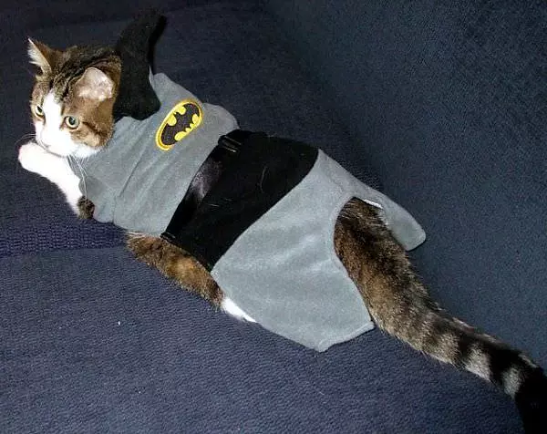 Bat Cat