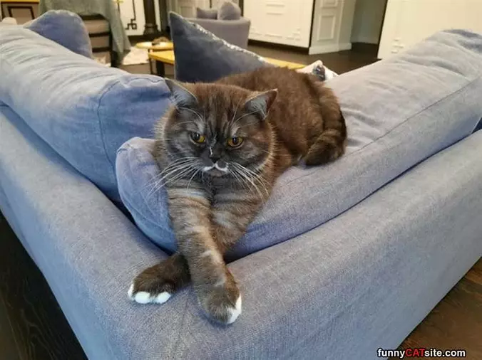 Nice Mustache