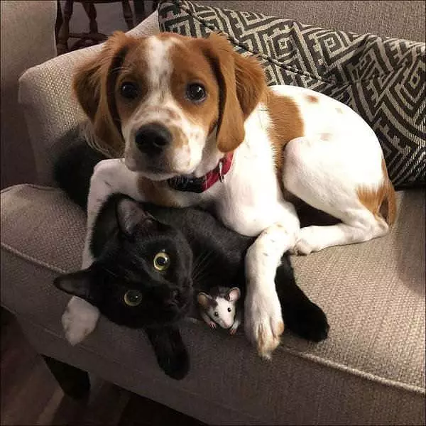 Yarrrrrrrr Cat