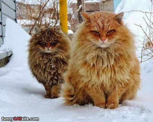 Snowy Day