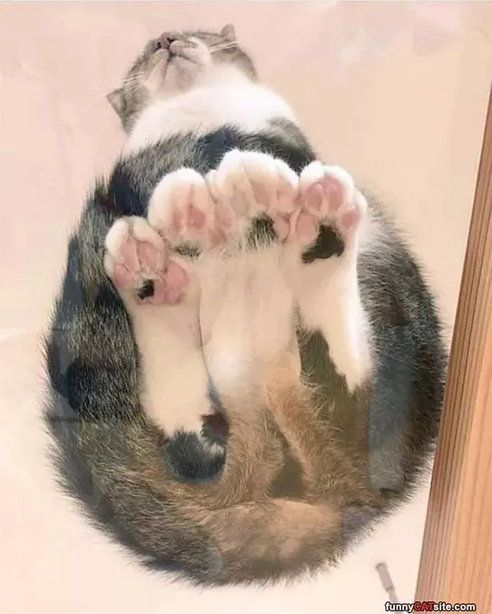 All My Paws