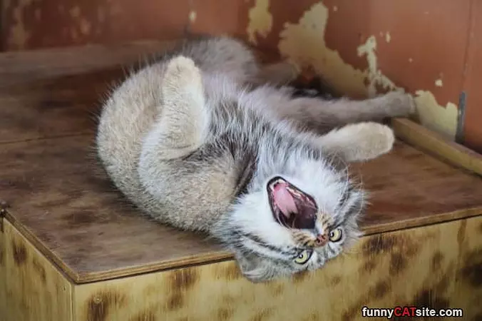 Nommm Nom Nom