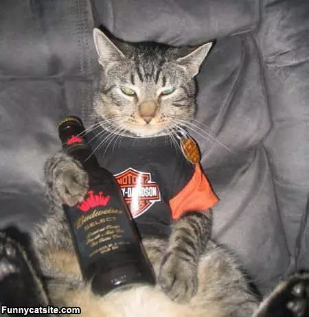 Select Cat