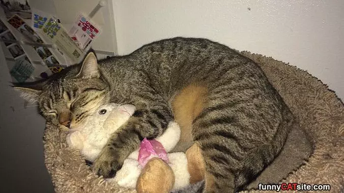 Cuddled Up