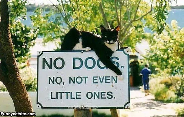 No Dogs Allowed