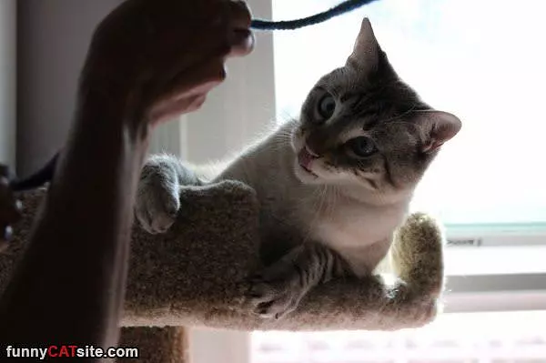 Lets Play