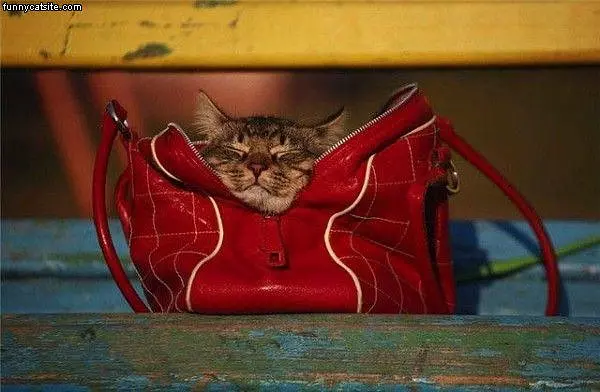 My Bag