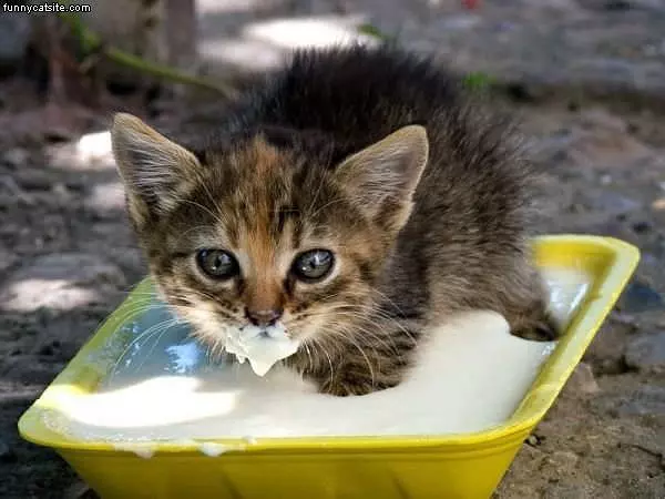 Nom