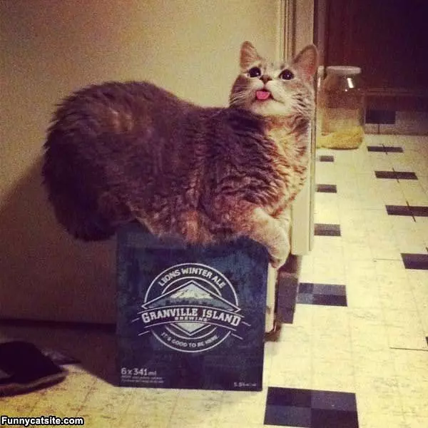 Protecting The Beer