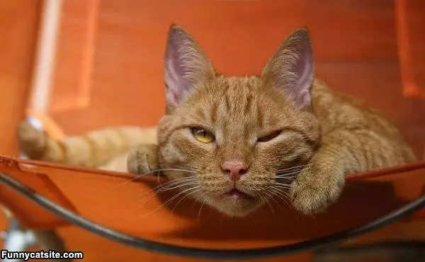 Im So Sleepy