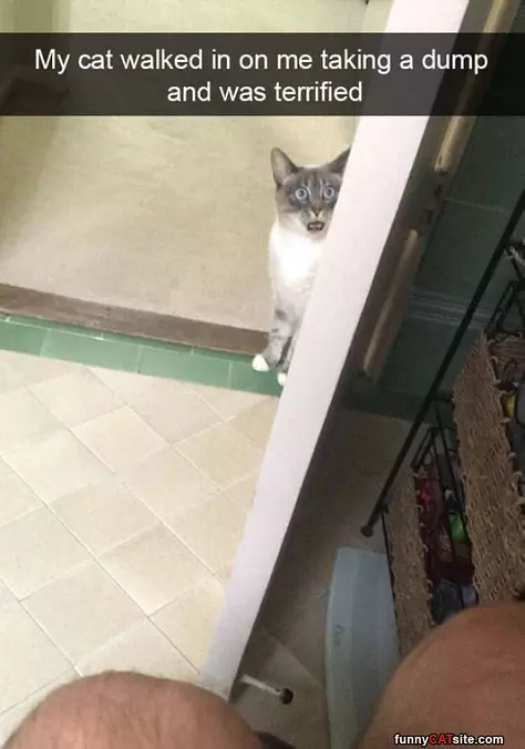 My Cat Walked In On Me
