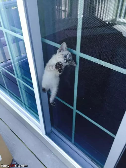 Can You Just Get Me Out Of Here