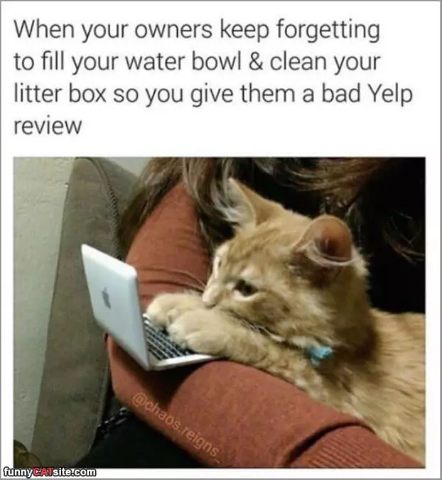 A Bad Yelp Review