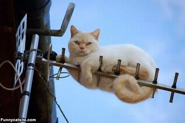 I Hang Out Whre I Want