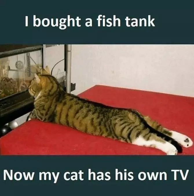 Bought This New Fish Tank