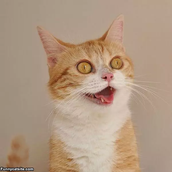 Cat Is Please To Hear This