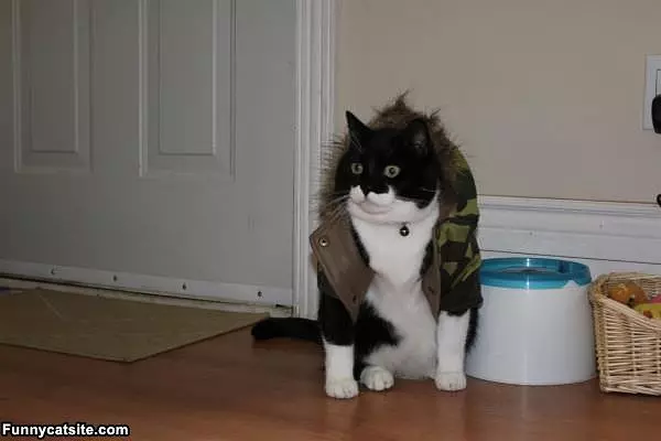 Tough Guy Cat