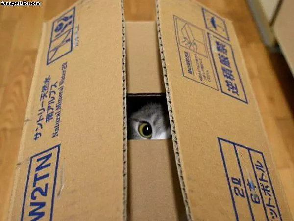 I Totally See You