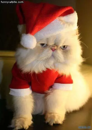 Santa Cat