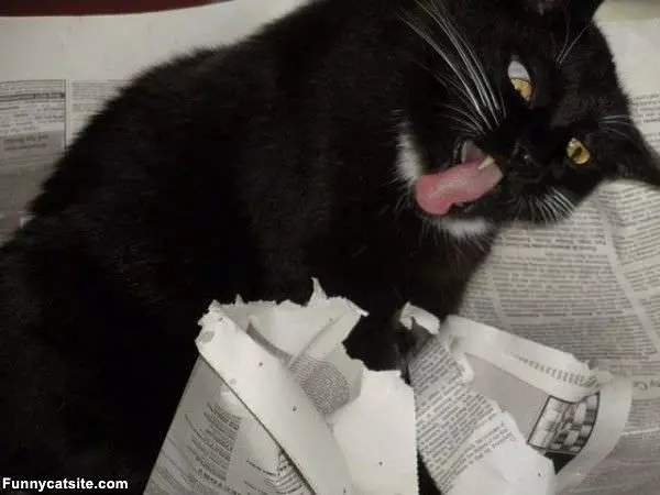 Nom Nom Nom Newspaper