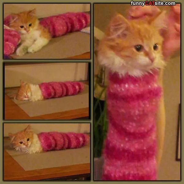I Am A Little Burrito