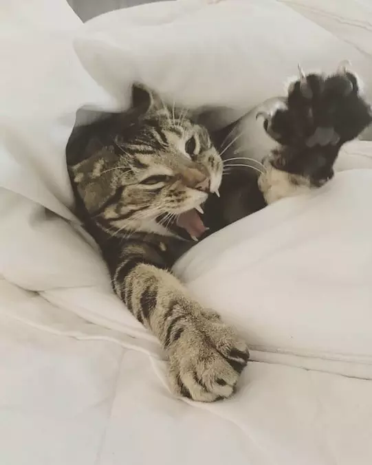 Just In The Sheets