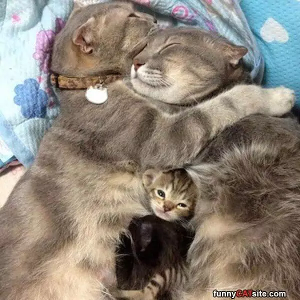 All Cuddling Up