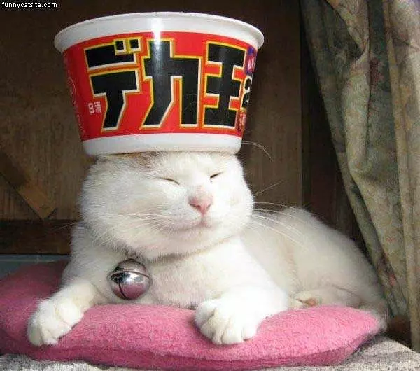 Cat Table
