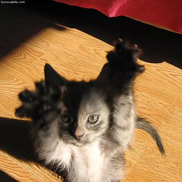 High Jump