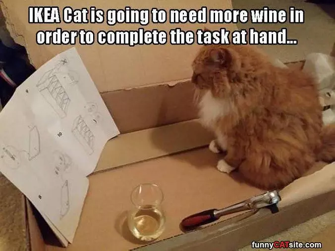 Ikea Cat