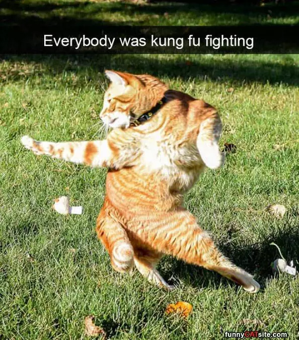 Kung Fu Cat