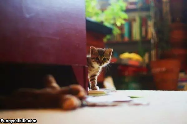 Tiny Cute Kitten