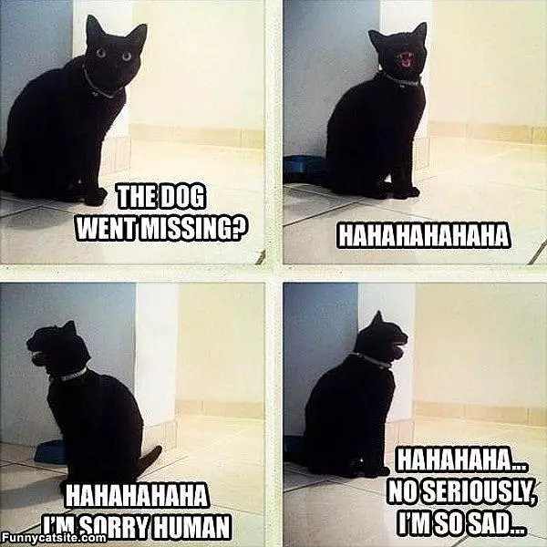 The Dog Is Missing