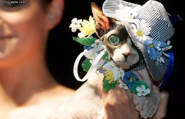 All Dressed Up