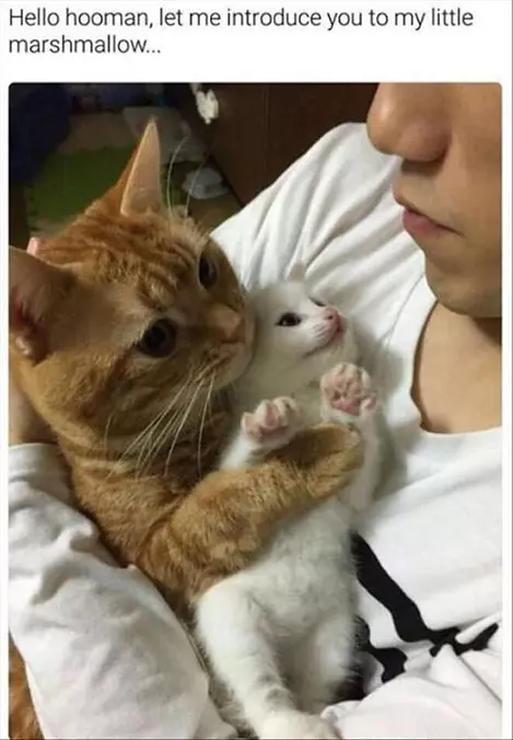 Hello Human