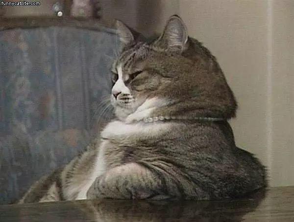 Fat Gray Cat At Table
