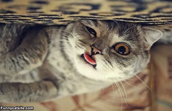 Upside Down Cutie