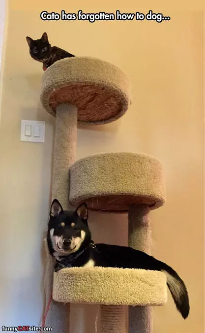 Forgot How To Dog