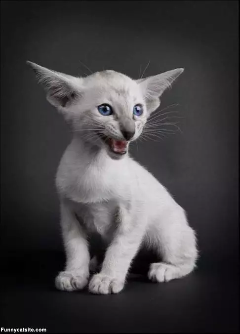 My Big Ears